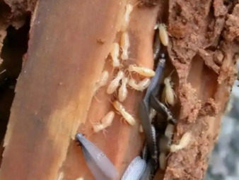 东湖白蚁防治公司分享小区架空层防虫治理，解决楼栋群体性白蚁隐患